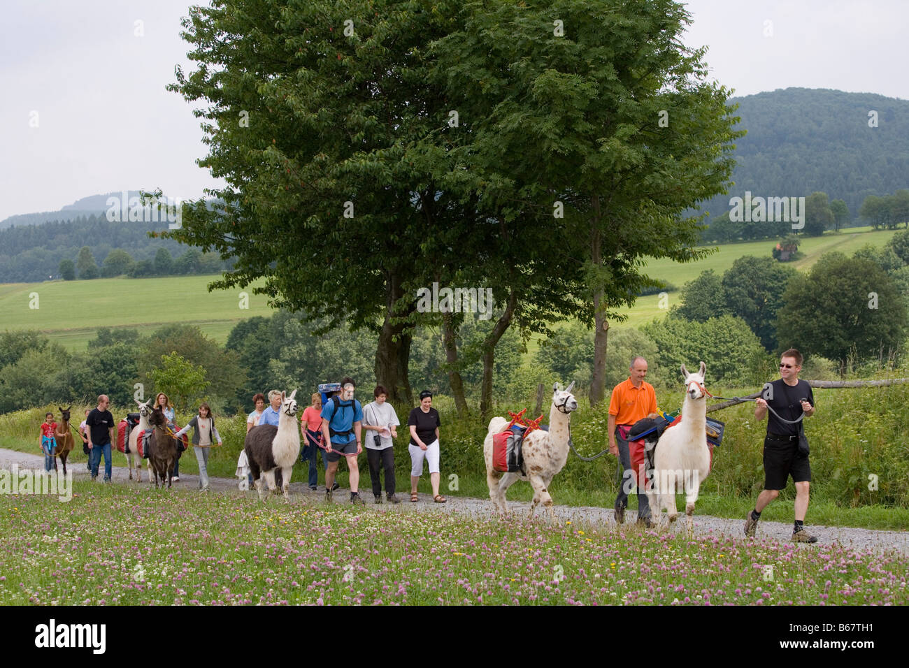 Un gruppo di persone su un tour escursionistico con llama, Nuedlings Rhoen Lama Trekking, Poppenhausen, Rhoen, Hesse, Germania Foto Stock