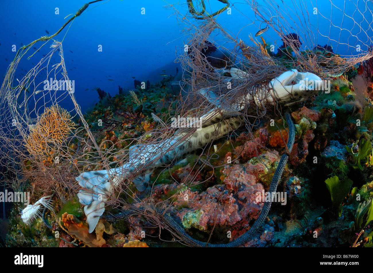 Gattuccio morì a rete da pesca Scyliorhinus canicula Isola di Vis Mare Mediterraneo Croazia Foto Stock