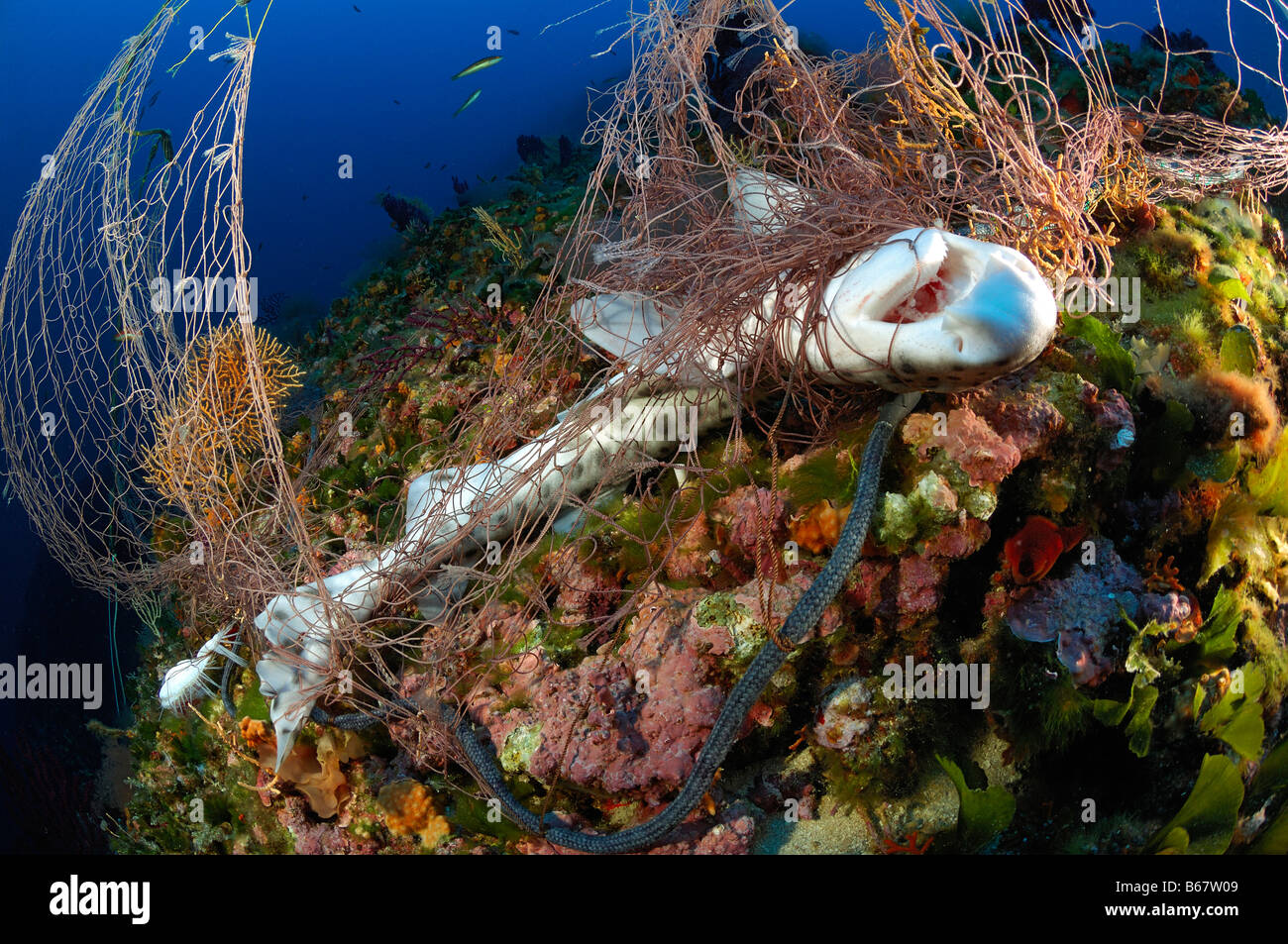 Gattuccio morì a rete da pesca Scyliorhinus canicula Isola di Vis Mare Mediterraneo Croazia Foto Stock