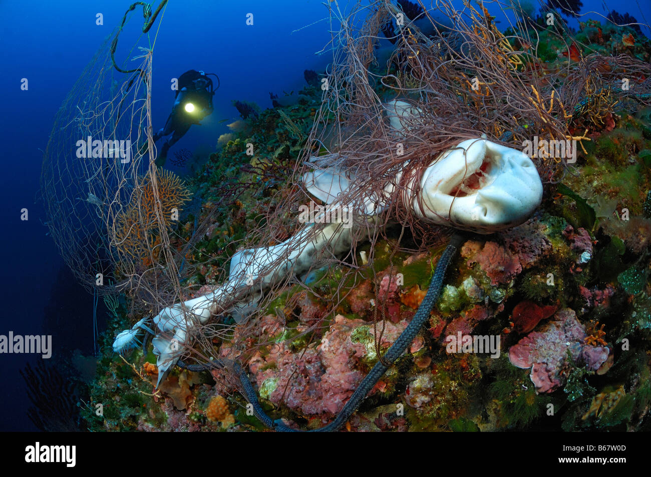 Gattuccio morì a rete da pesca Scyliorhinus canicula Isola di Vis Mare Mediterraneo Croazia Foto Stock