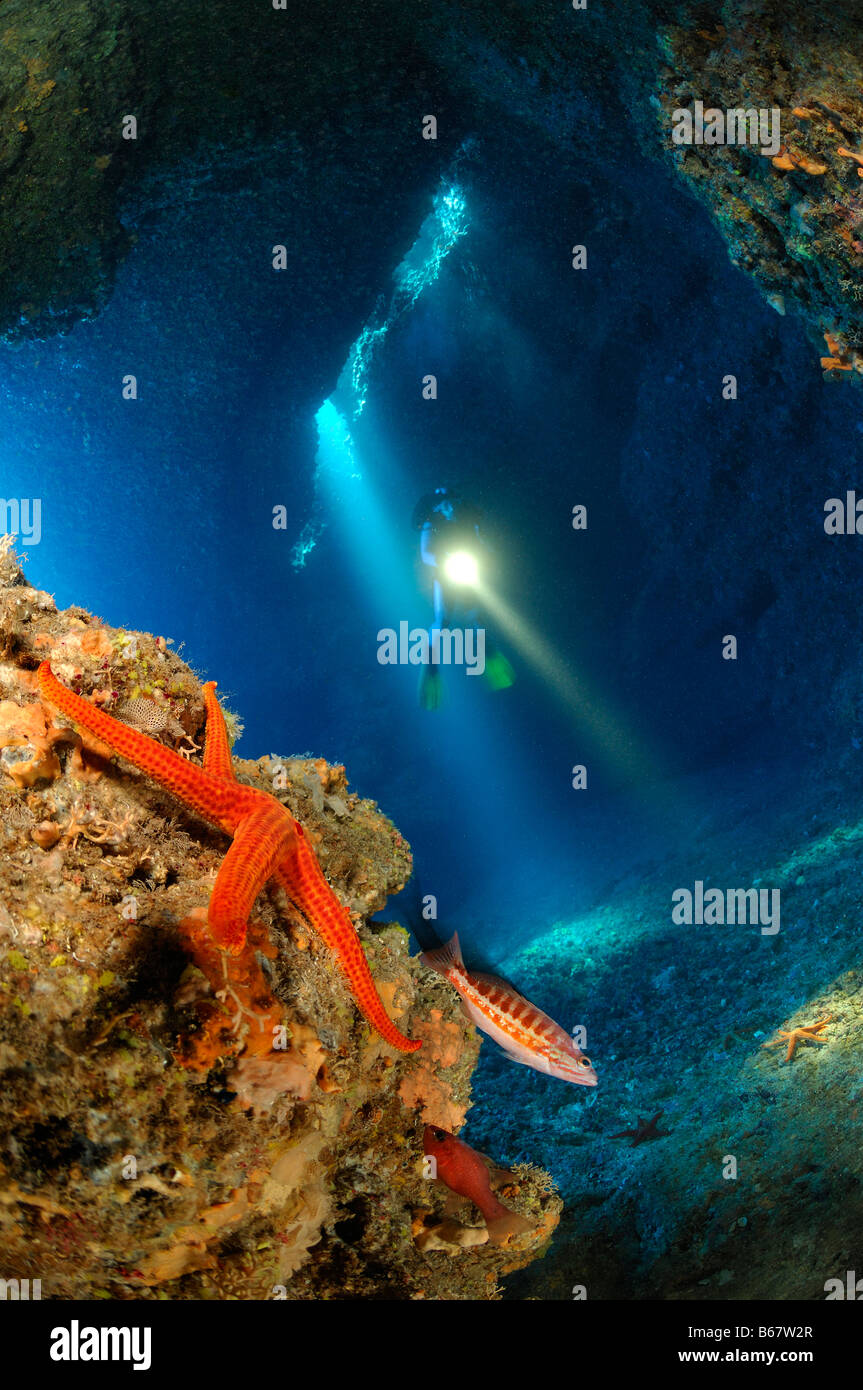 Starfish in grotta Isola di Vis Mare Mediterraneo Croazia Foto Stock