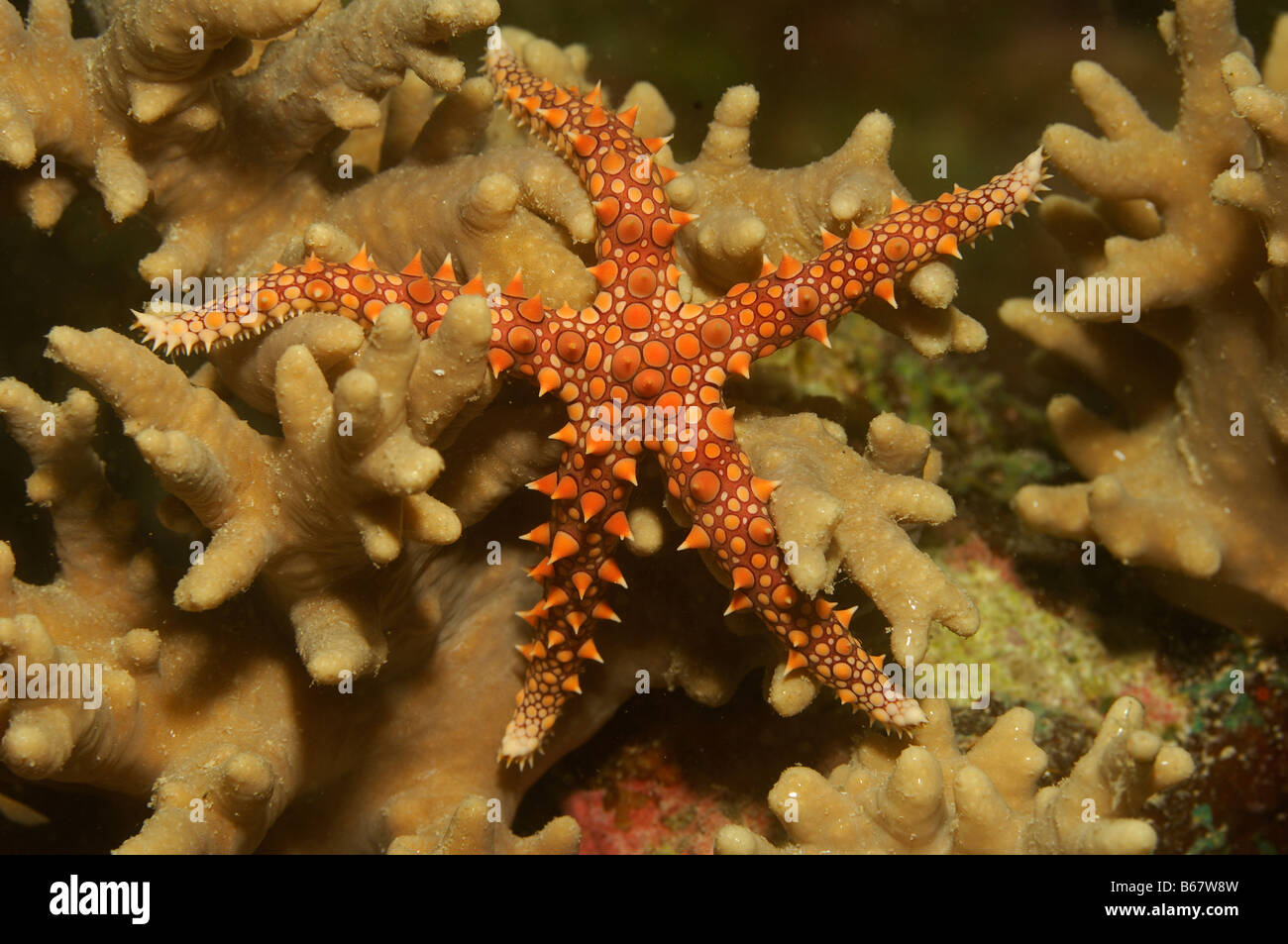 Starfish egiziano Gomophia egyptiaca Fury Shoals Marsa Alam Red sea Egypt Foto Stock