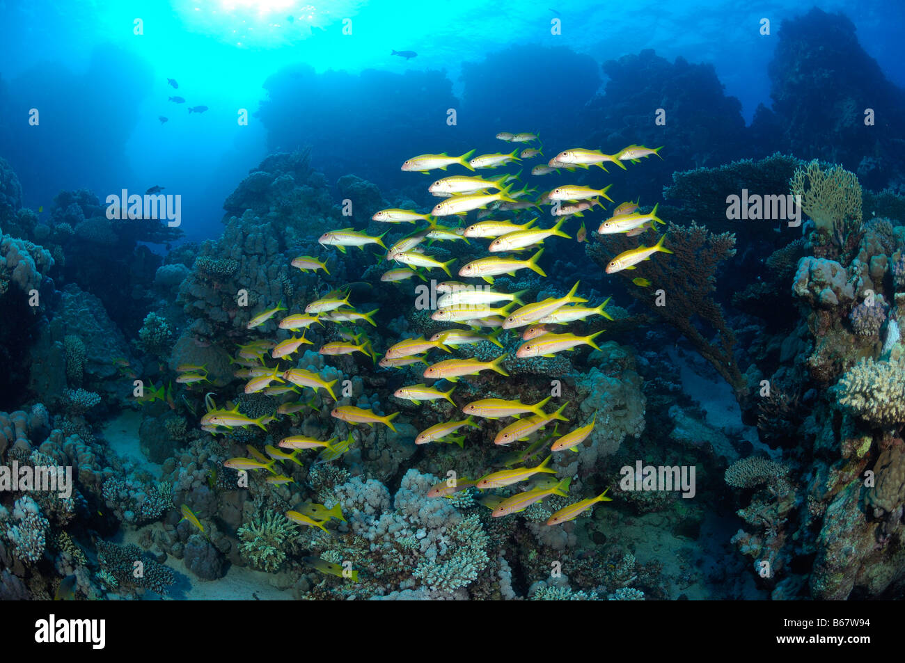 Tonno albacora Goatfishes Mulloidichthys vanicolensis Fury Shoals Marsa Alam Red sea Egypt Foto Stock