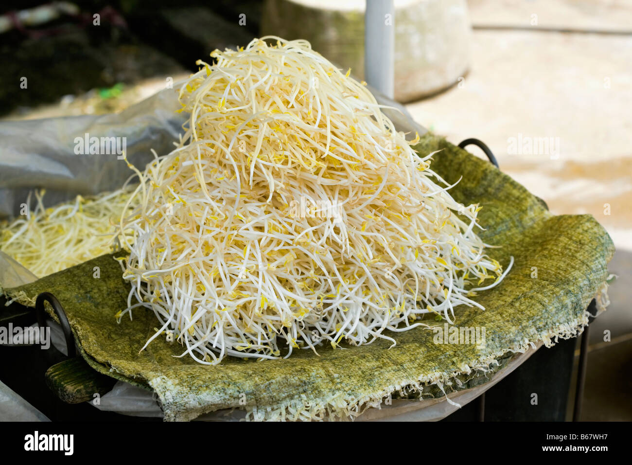 Close-up di germogli di soia, Fuli Village, Yangshuo, provincia di Guangxi, Cina Foto Stock