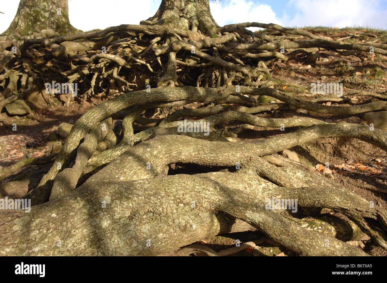 Radici di un vecchio albero di Derwentwater vicino a Keswick nel Lake District UK Foto Stock
