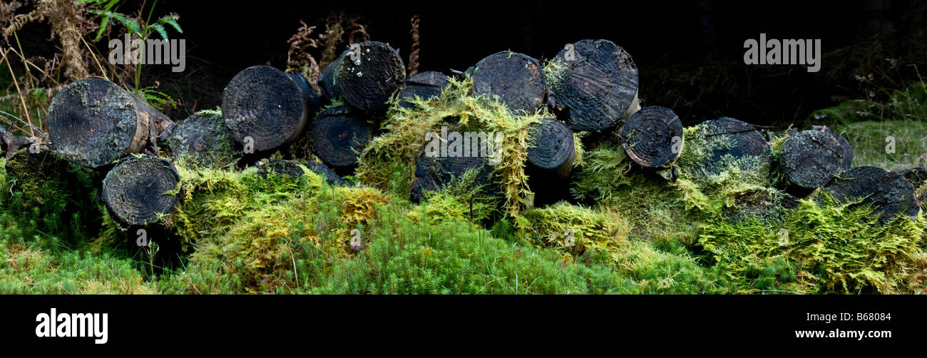 Pila di log in pineta Foto Stock