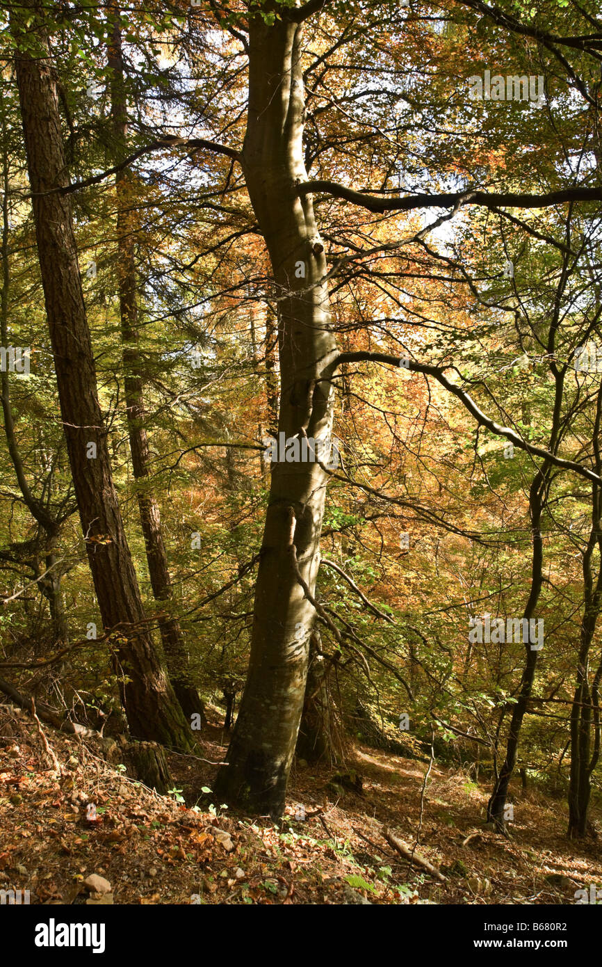 Drummond Hill, Kenmore, Scozia Foto Stock