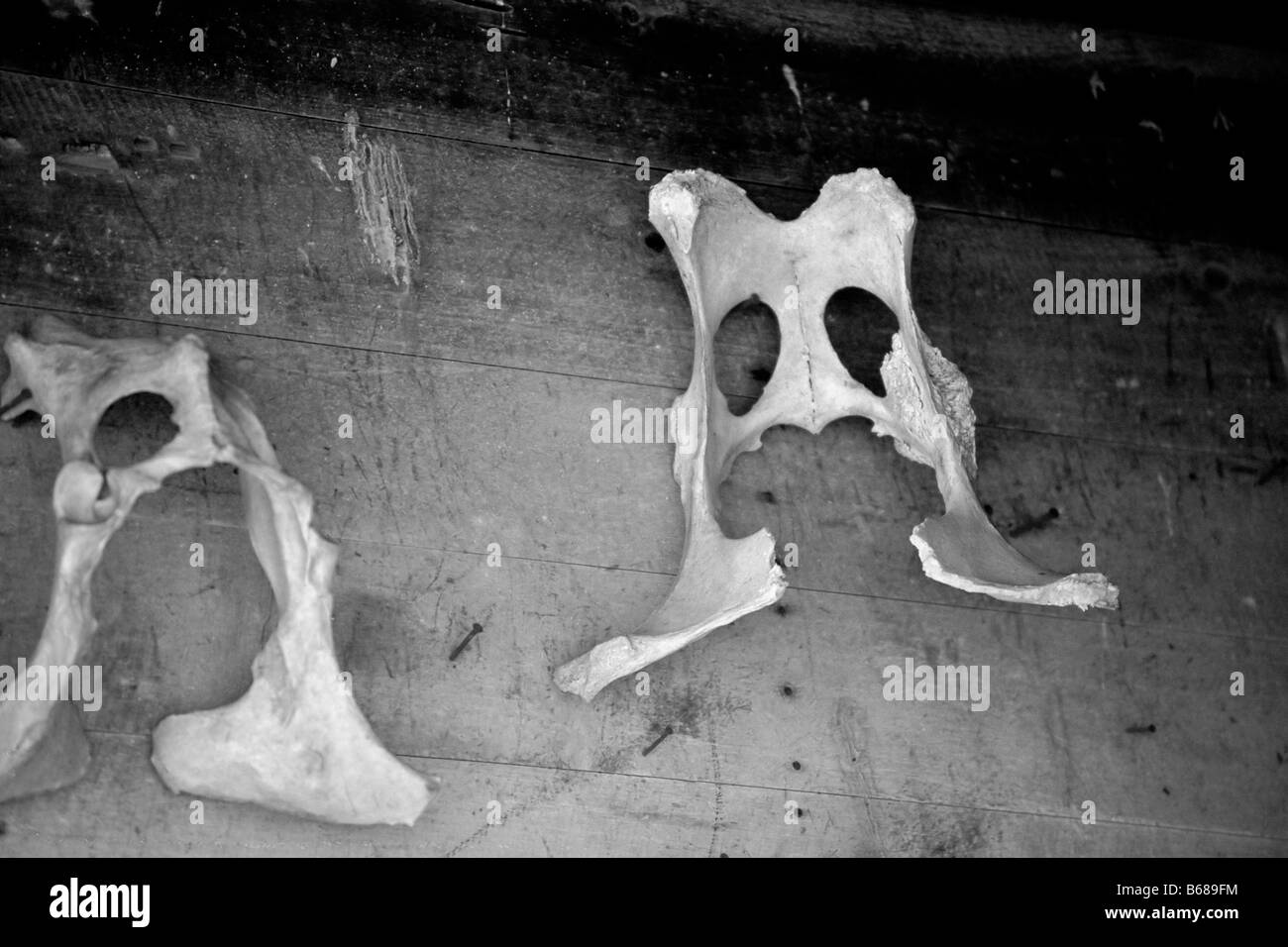 Due vecchi mucca pelvises appeso su un granaio rustico aspetto a parete come maschere primitive Foto Stock