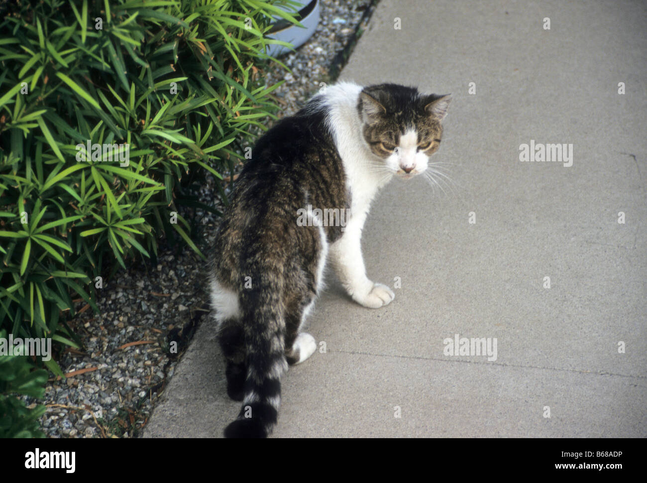 Gatto sembra torna alla telecamera come esso si allontana Foto Stock