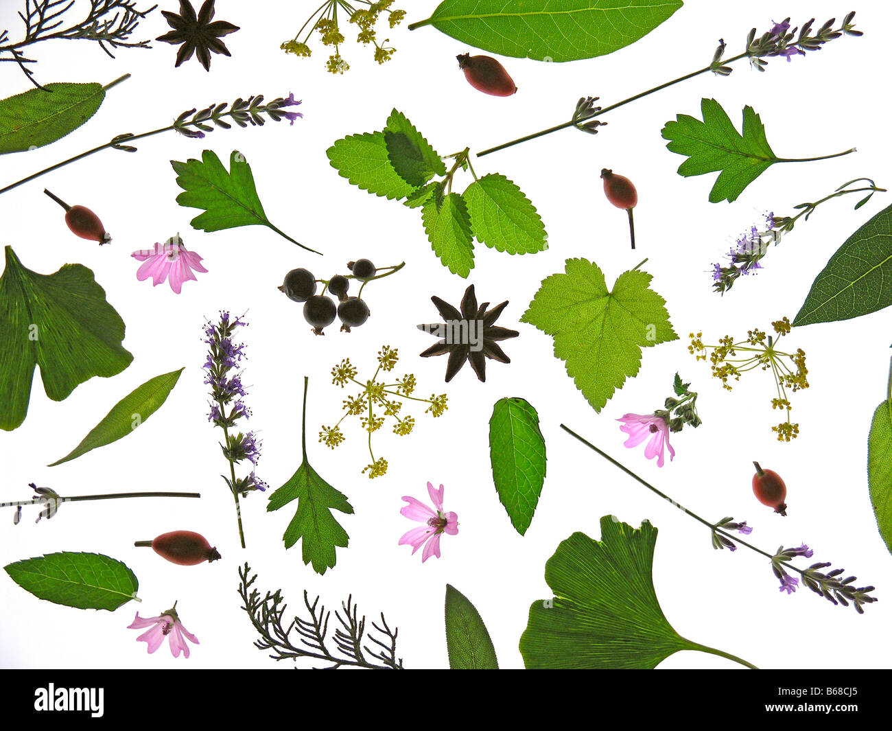 Piante medicinali ancora vita Foto Stock