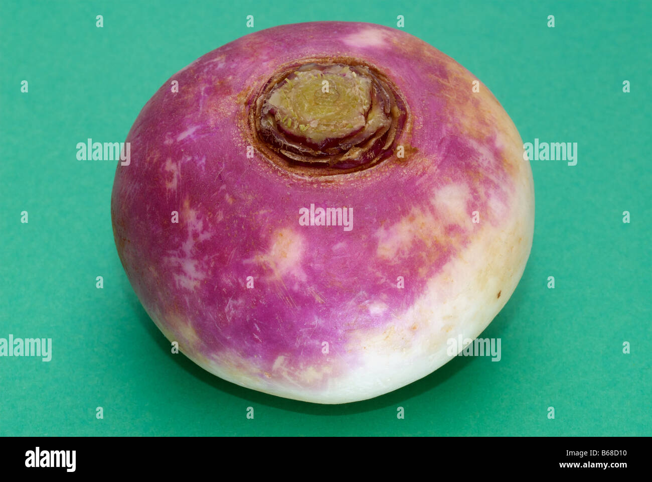 Cresciuti commercialmente rapa, Suffolk, Regno Unito. Foto Stock