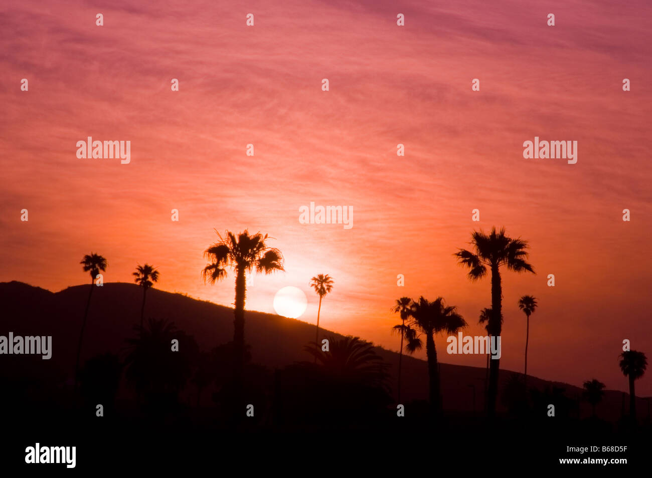 Palme sulla collina al tramonto, Ventura CALIFORNIA, STATI UNITI D'AMERICA Foto Stock