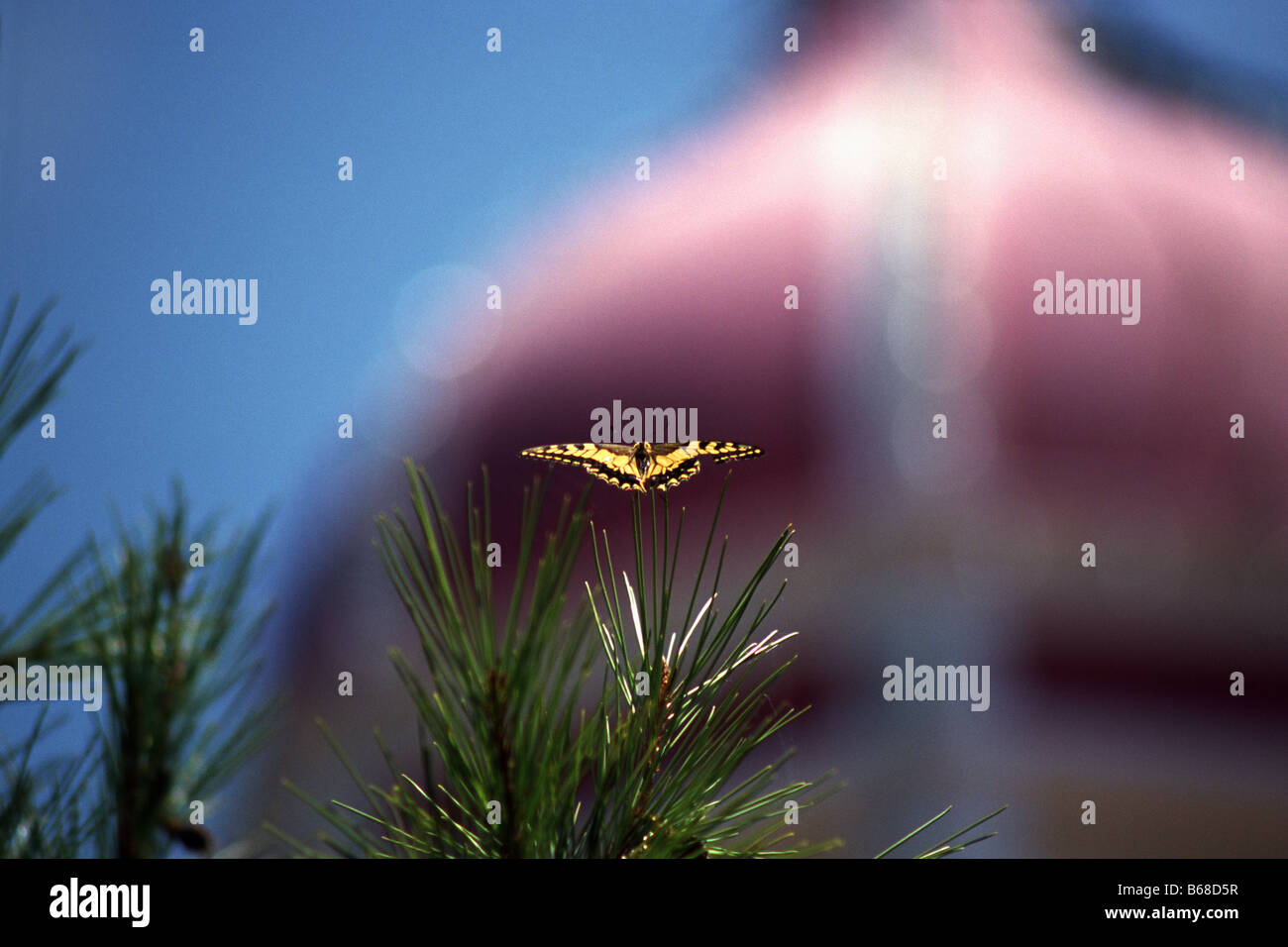 Coda forcuta farfalla con il monastero di Ano Gerakari, Zante Foto Stock