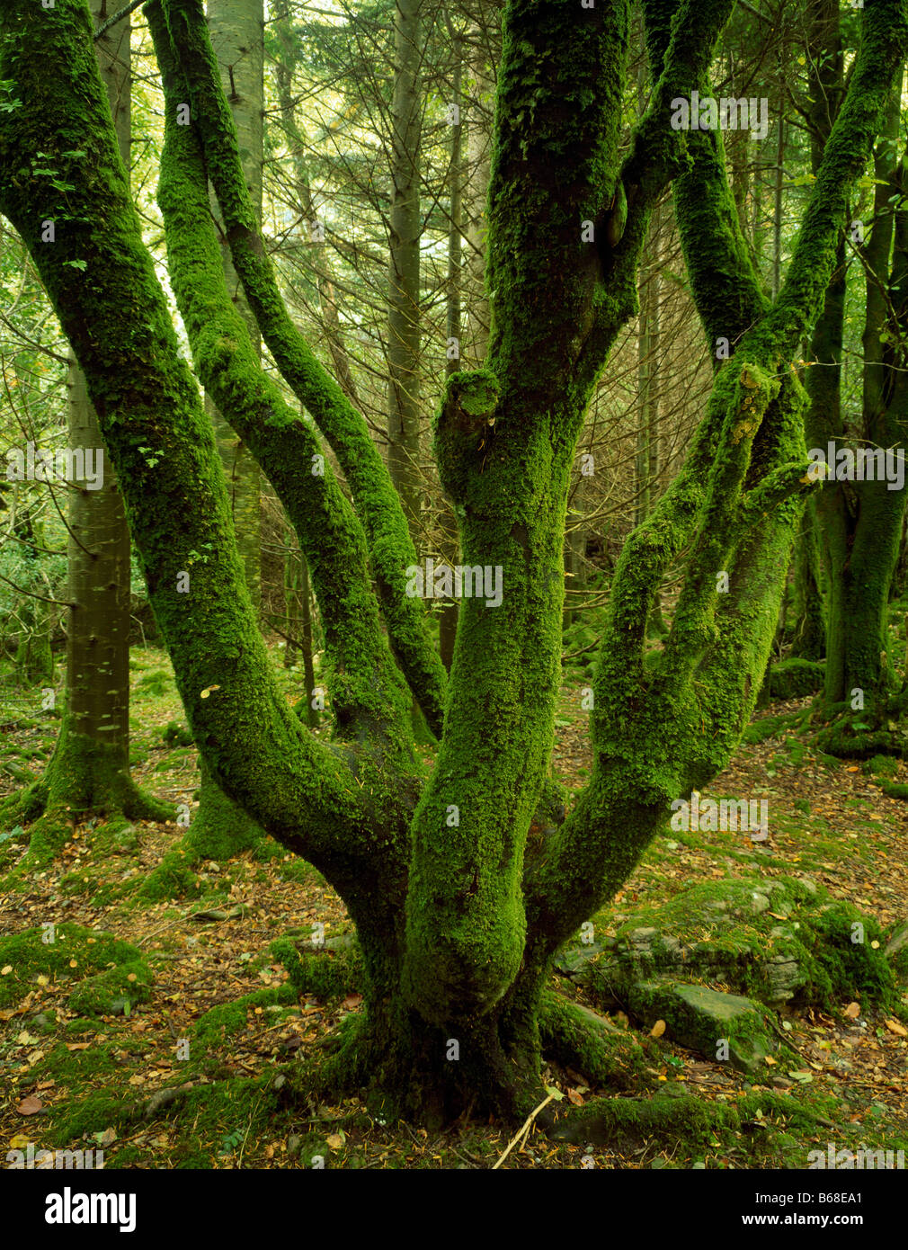 Crescita vecchia foresta di querce del Parco Nazionale di Killarney Repubblica di Irlanda Sett cascata Torc area County Kerrv 45v IC6 Foto Stock