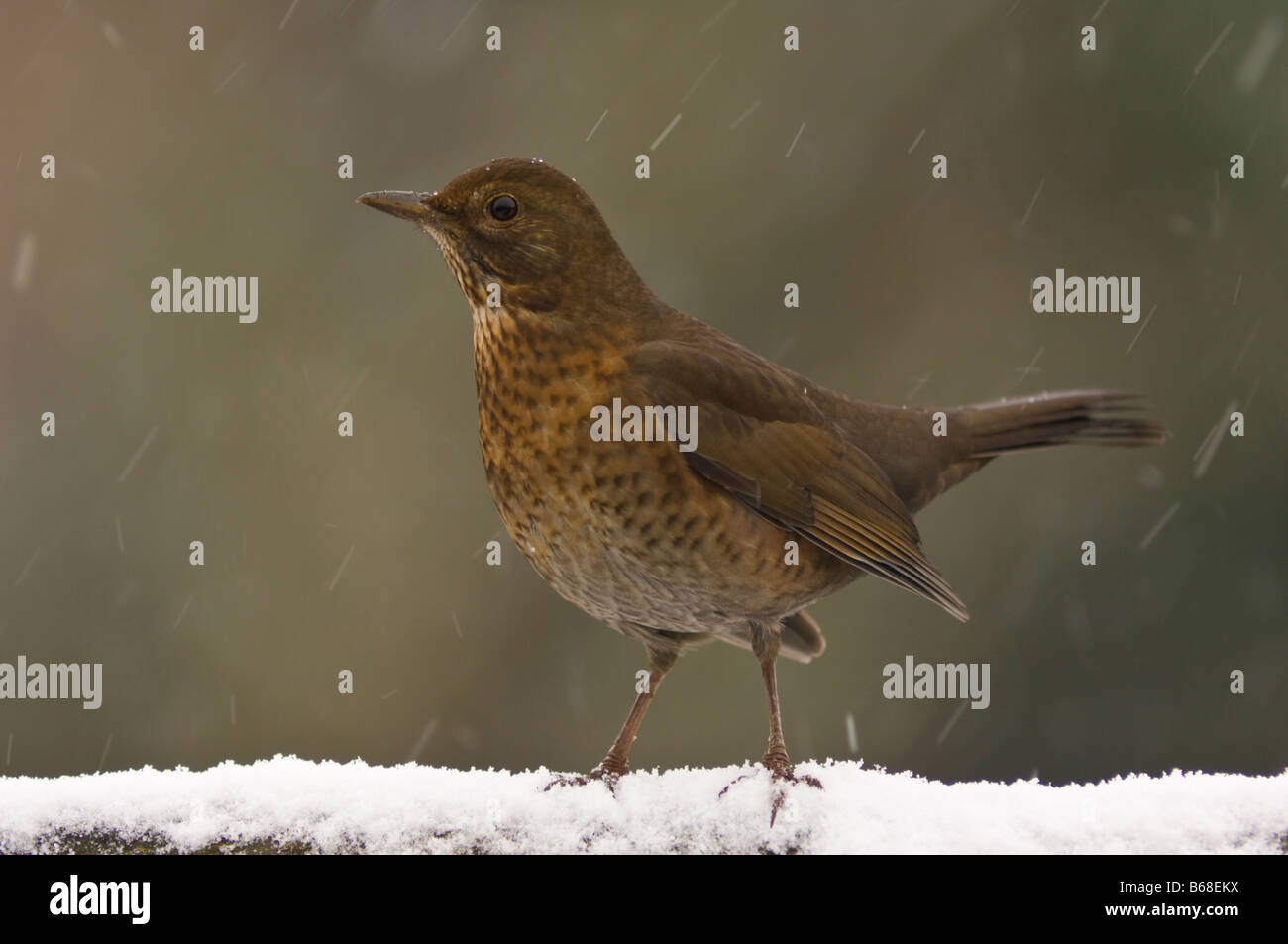 Merlo (turdus merula) femmina in inverno su strade coperte di neve pesce persico Foto Stock