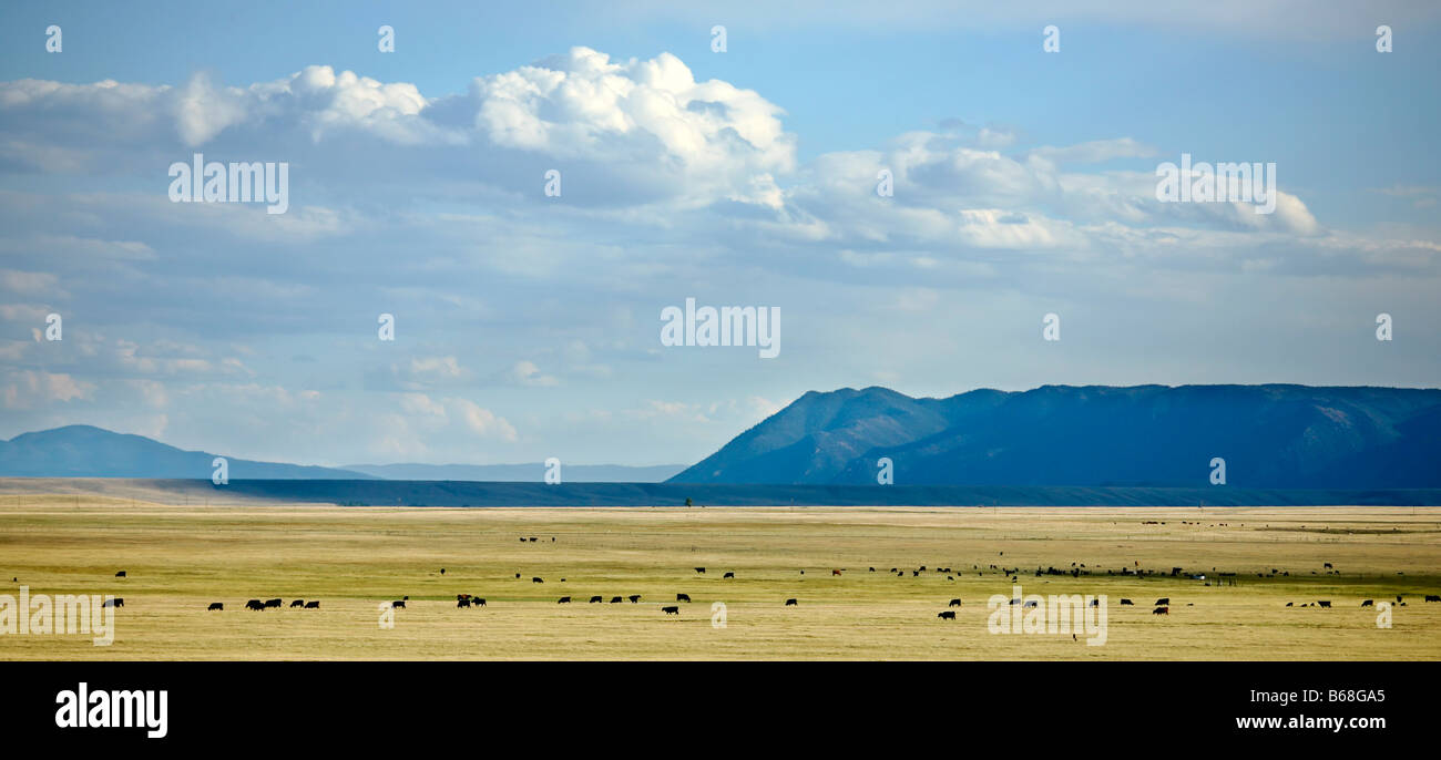 Bestiame bovino pascolano sotto il big sky in Wyoming meridionale Foto Stock