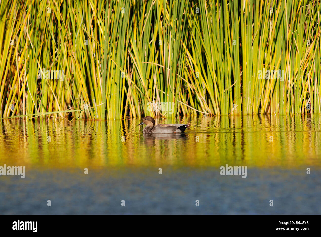 Brown anatra su acqua liscia e lamelle di verde in background Foto Stock