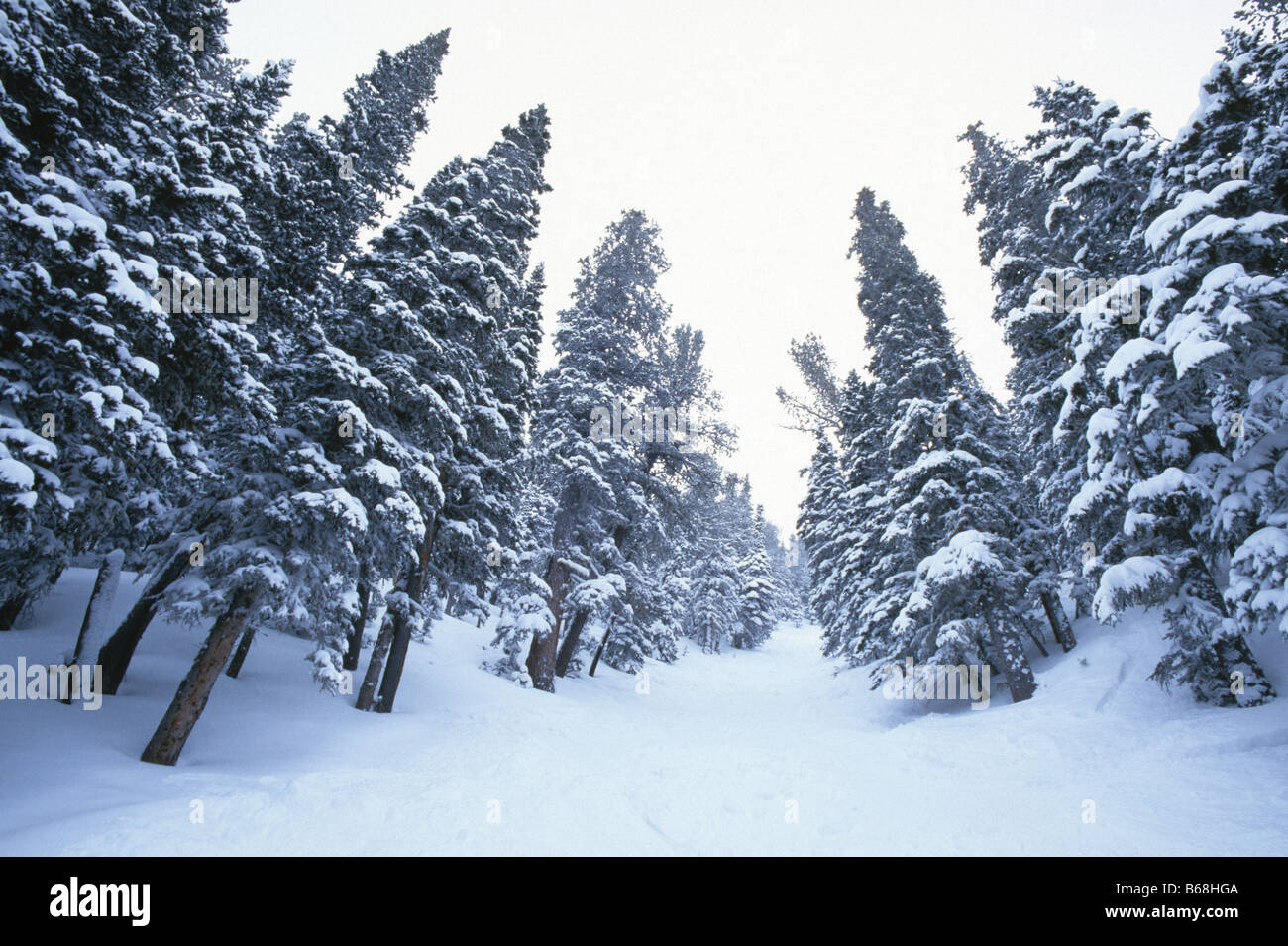 Alberi Snowcovered sullo scivolo Buckin ski run in Red Lodge Montana USA Foto Stock