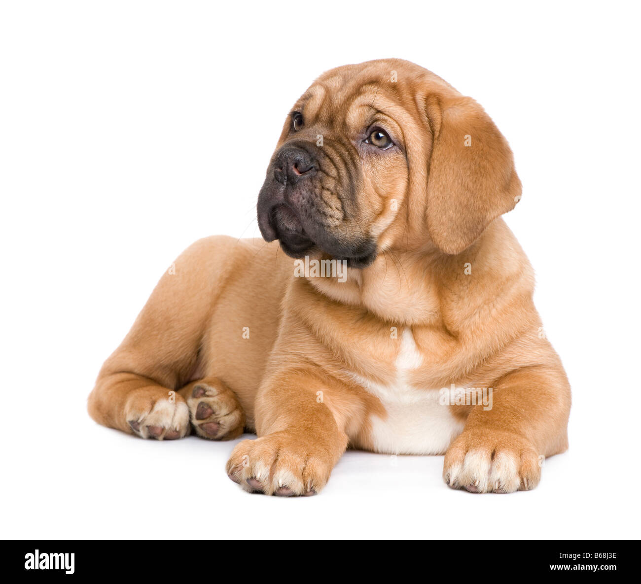 Dogue de Bordeaux cucciolo 2 mesi di fronte a uno sfondo bianco Foto Stock