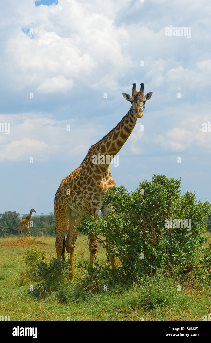 Giraffa e un albero masai Mara kenya Foto Stock