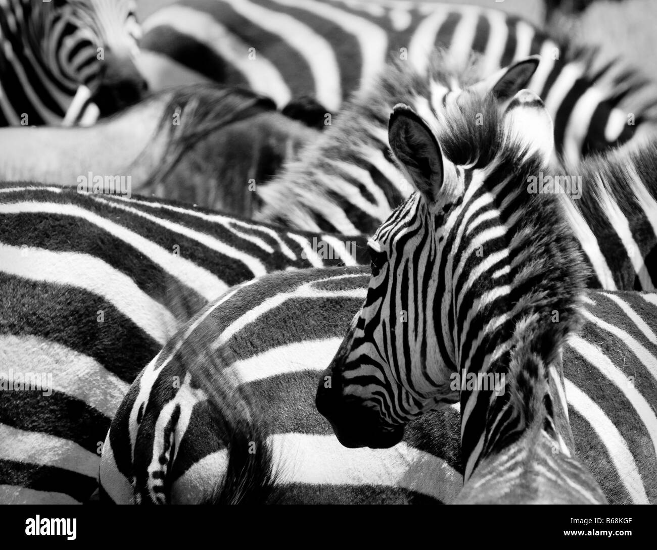 Modello di zebre masai Mara kenya Foto Stock