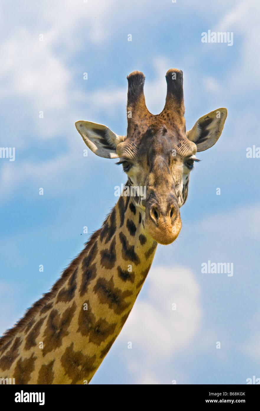 Testa della giraffa oltre il cielo blu Foto Stock