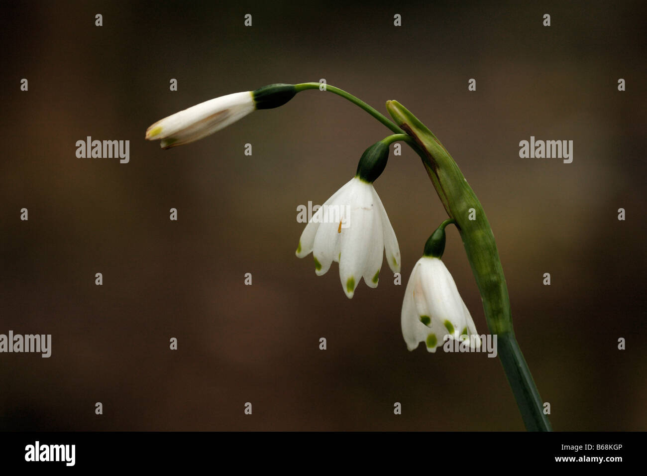 In estate il simbolo del fiocco di neve, Leucojum aestivum Foto Stock