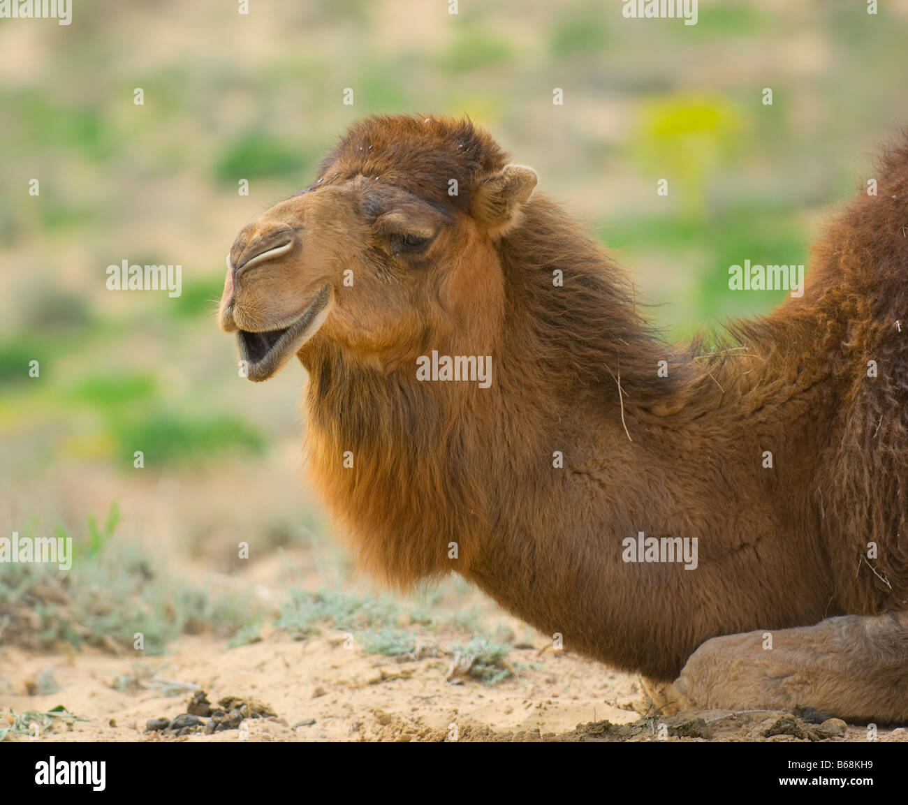Chiudere l immagine del cammello Foto Stock