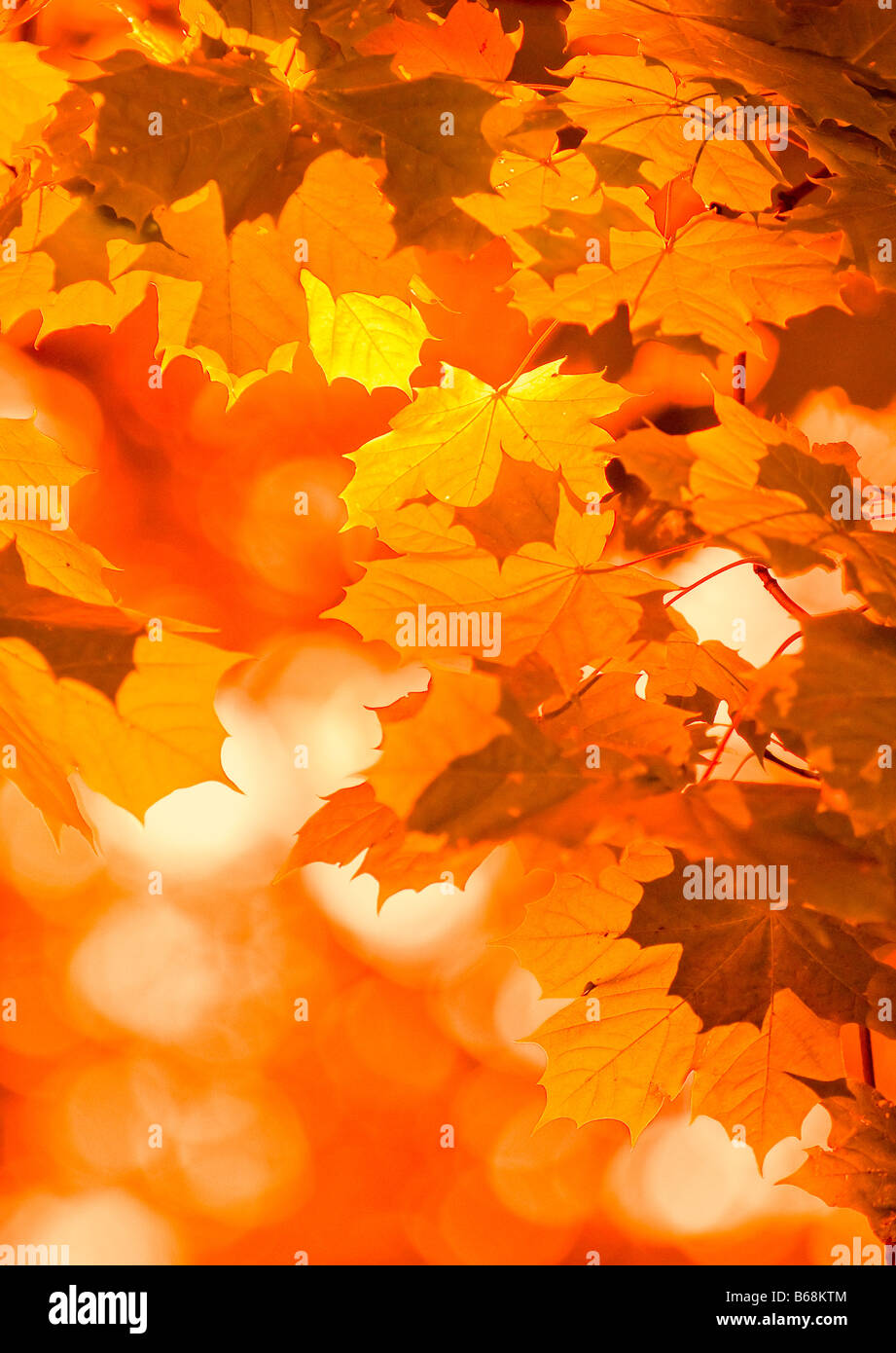 Foglie di autunno molto superficiale la messa a fuoco Foto Stock