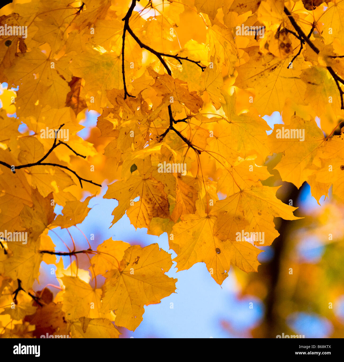 Foglie di autunno molto superficiale la messa a fuoco Foto Stock