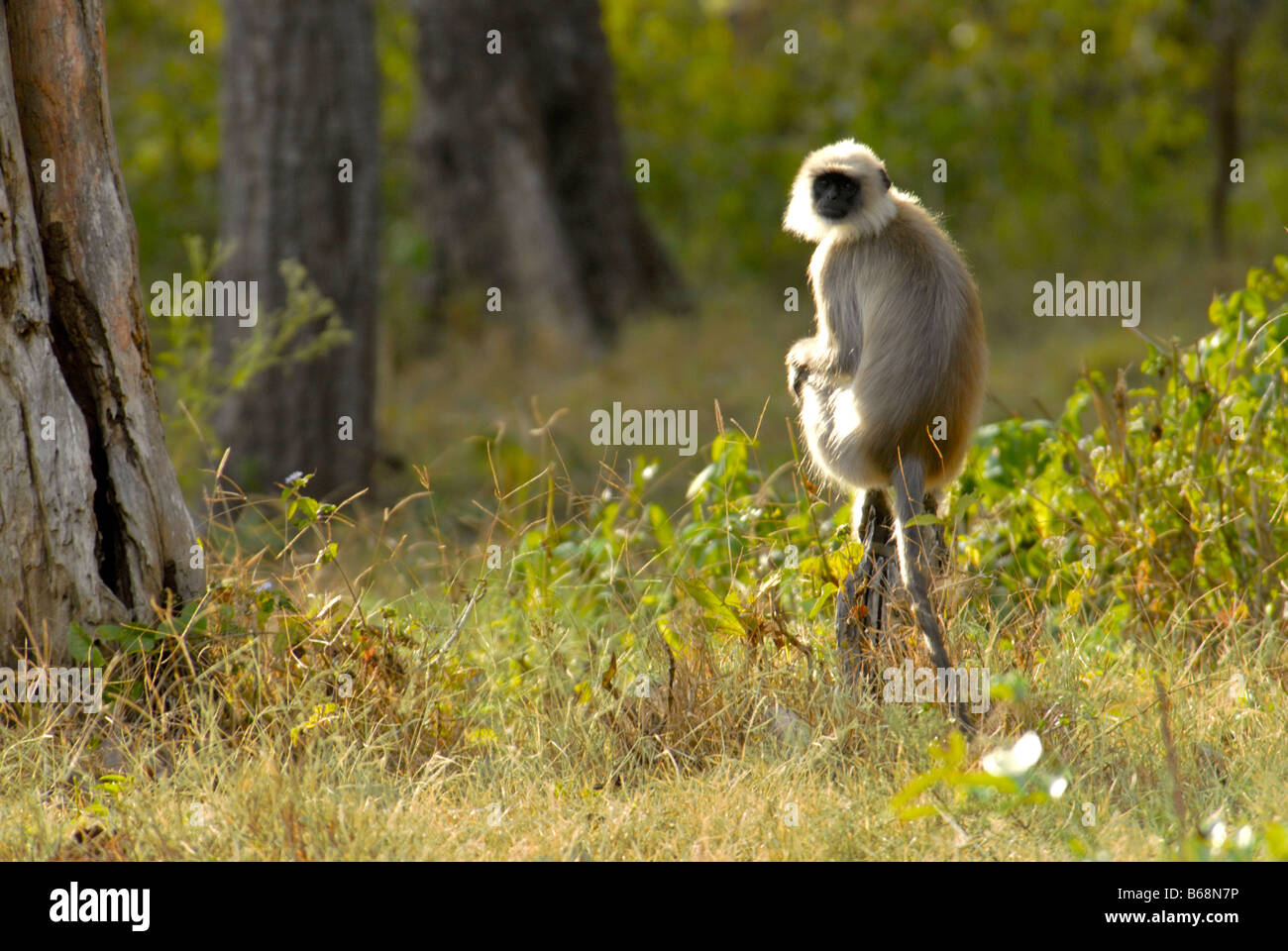 HANUMAN LANGUR IN NAGARHOLE PARCO NAZIONALE DI KARNATAKA Foto Stock