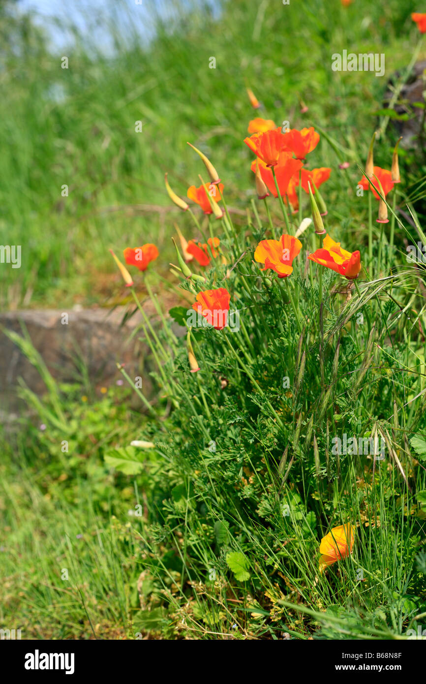 Fiori ed erba verde nel campo, Conques, Francia Foto Stock