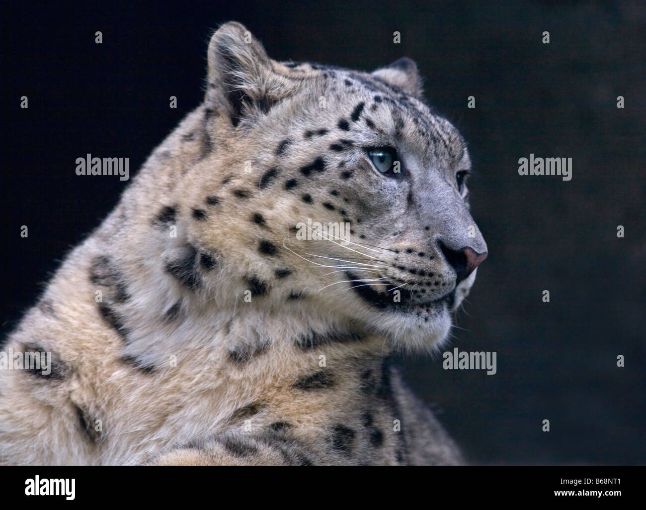Snow Leopard (Uncia uncia) nel profilo, Marwell Zoo, Hampshire, Inghilterra. Foto Stock