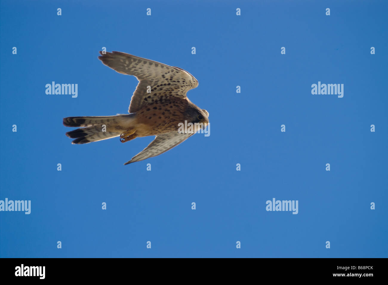 Close up di Falcon battenti isolato contro il cielo blu chiaro Foto Stock