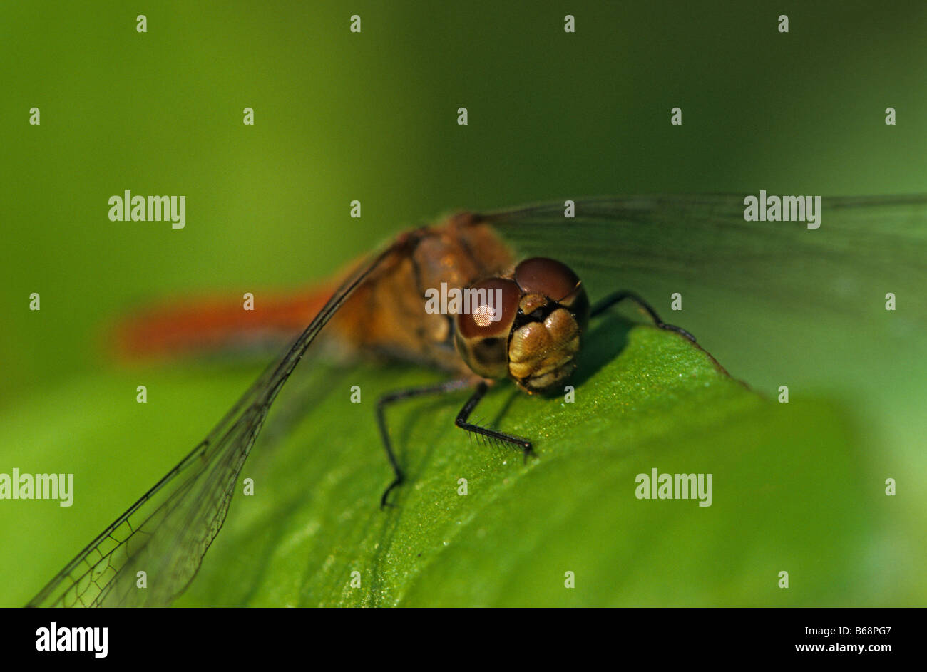 Dragonfly rubicondo Darter Foto Stock