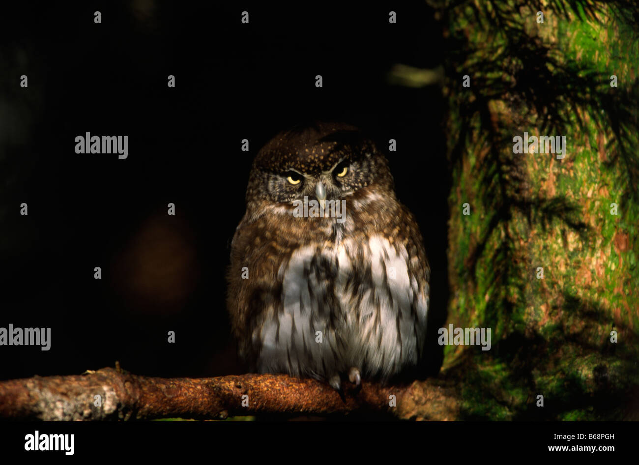 Eurasian Pygmy-Owl nel crepuscolo Foto Stock