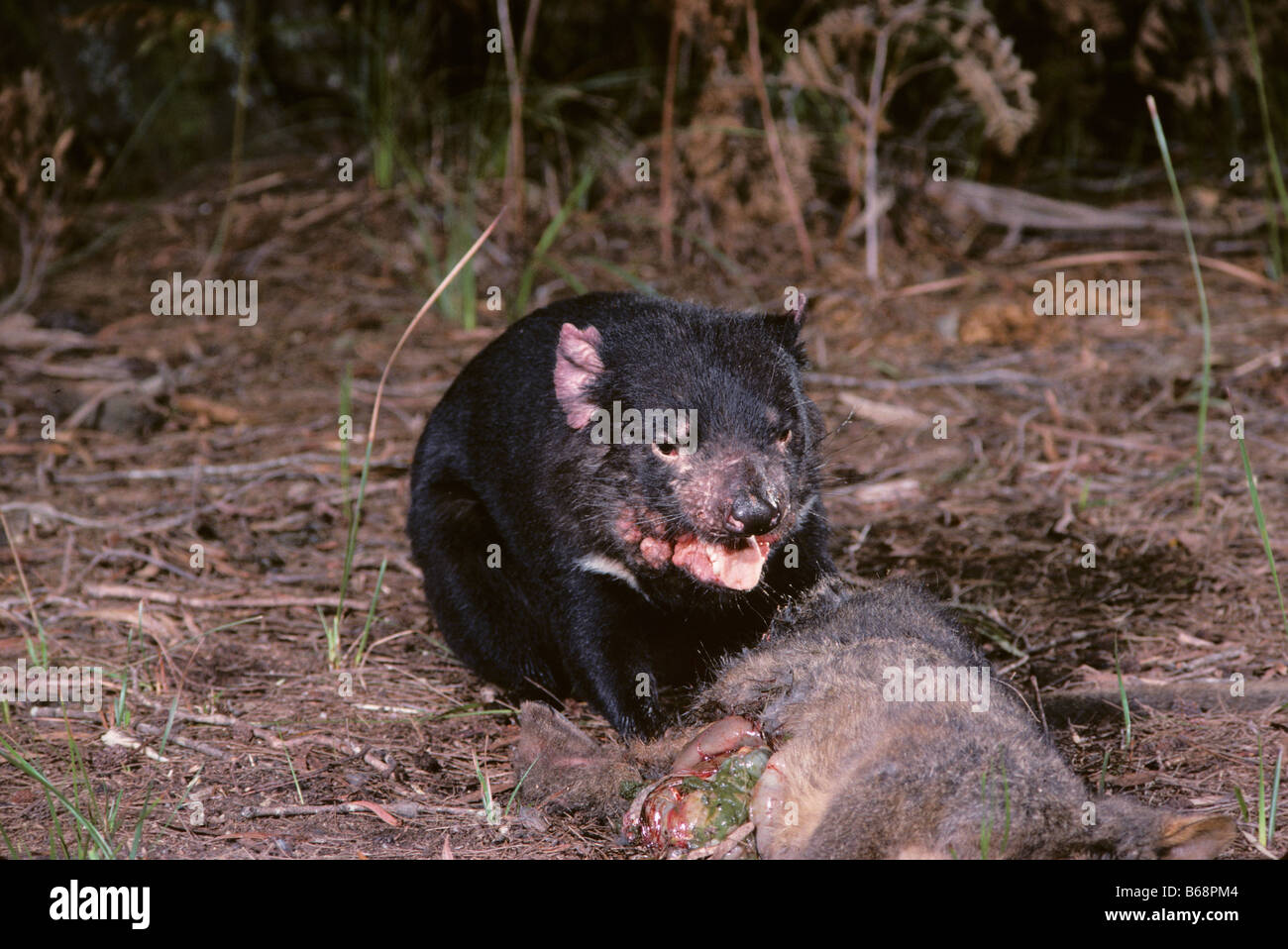 Diavolo della Tasmania Sarchopilus harrisii adulto fotografato in Tasmania 1992 Mostra primo record del DFTD - diavolo facciale malattia tumorale Foto Stock