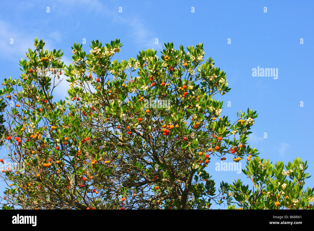 Corbezzolo (Arbutus unedo. Mostra bacche Foto Stock