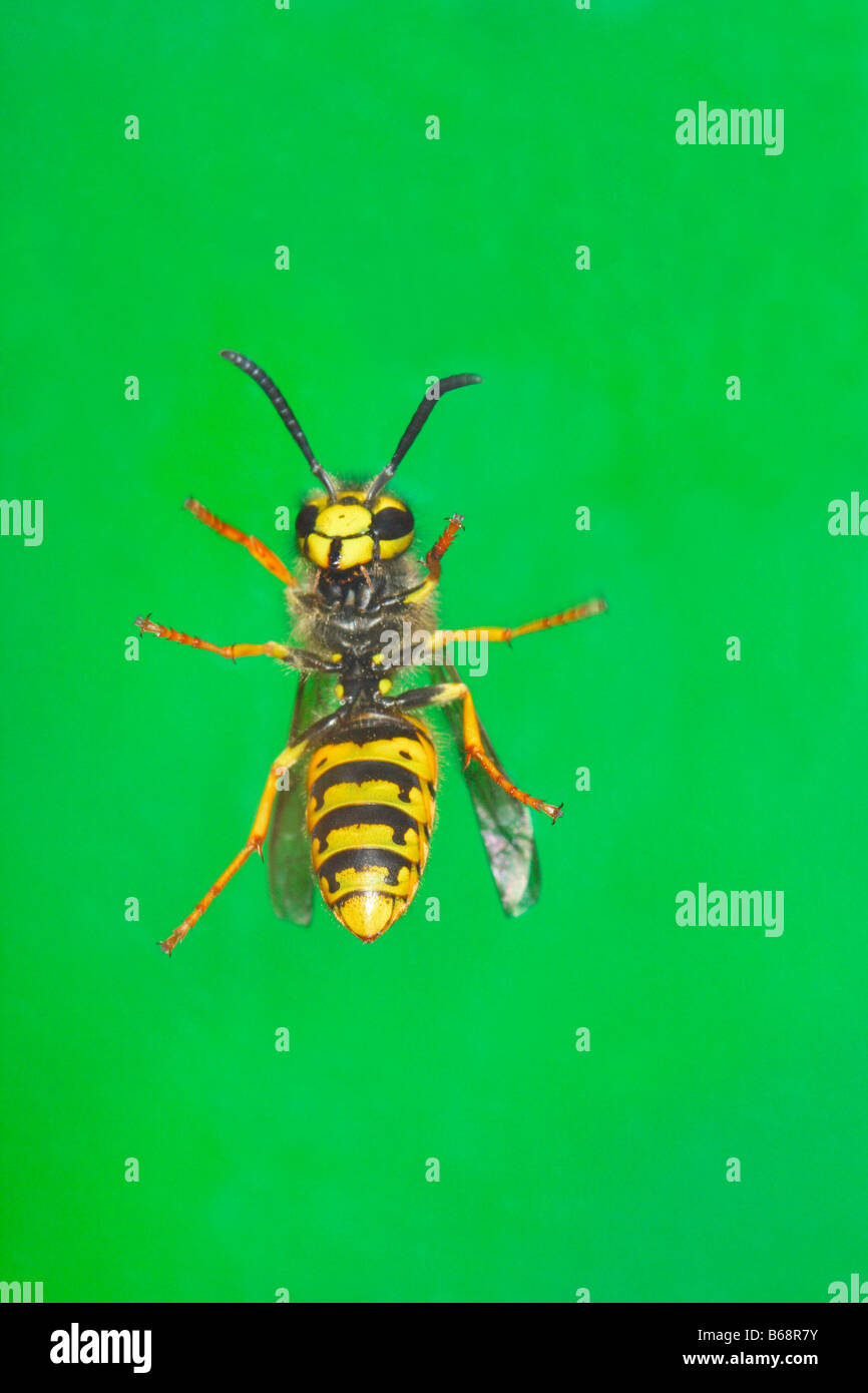 Il tedesco Wasp, Vespula germanica. Vista parte inferiore Foto Stock