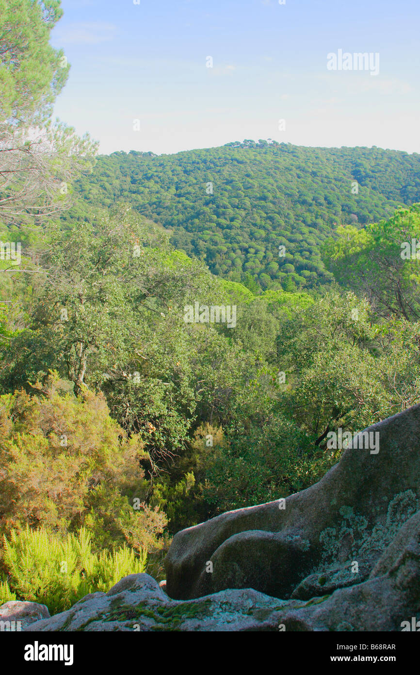 Foresta mediterranea con pini (Pinus pinea). El Montnegre parco naturale. Provincia di Barcellona. La Catalogna. Spagna Foto Stock