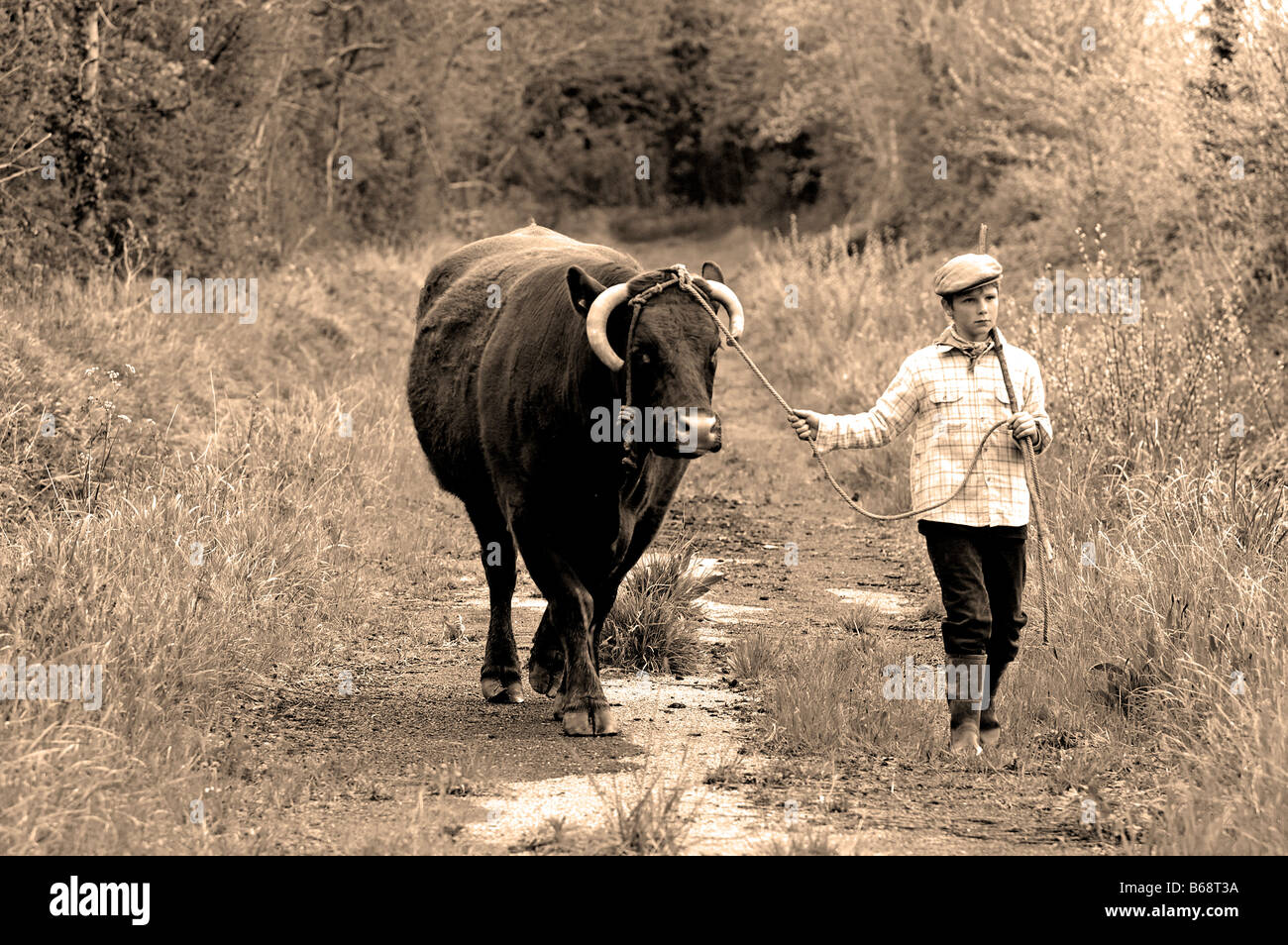 Un giovane ragazzo che conduce una mucca marrone lungo una strada di campagna in Normandia, Francia Foto Stock