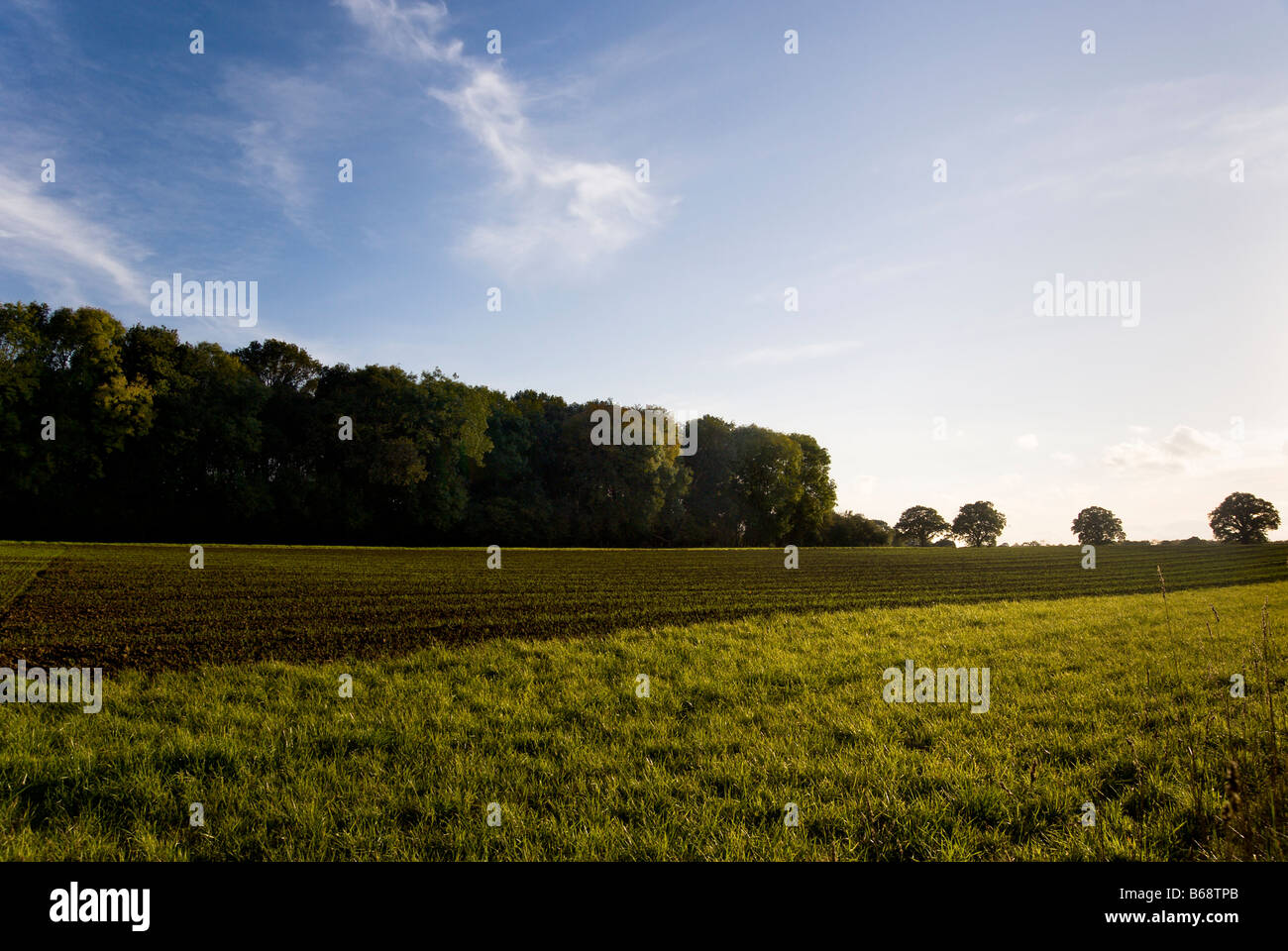 Vista dei campi coltivati in Surrey Foto Stock