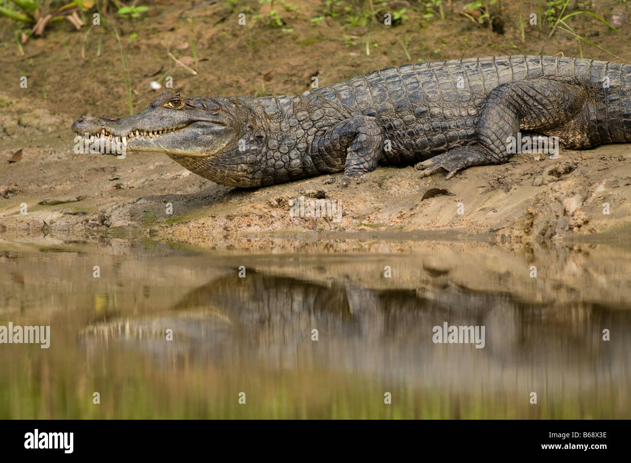 Comune, bianco o SPECTACLED Cayman crocodilus Caimano Foto Stock