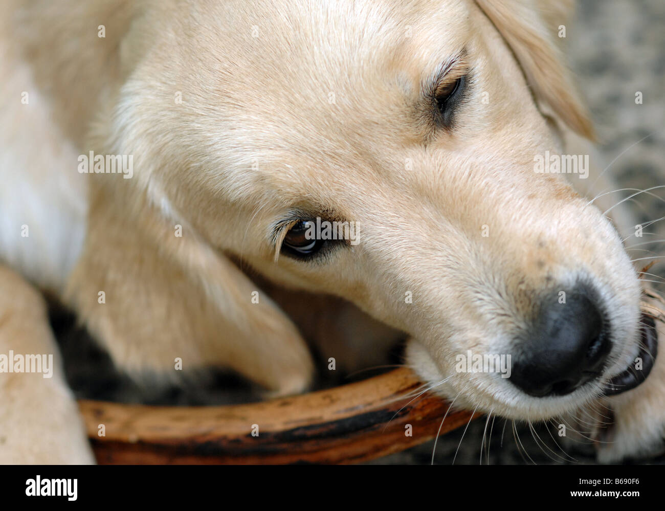 A 6 mesi di età Golden Retriever mastica la corteccia e bastoni Foto Stock