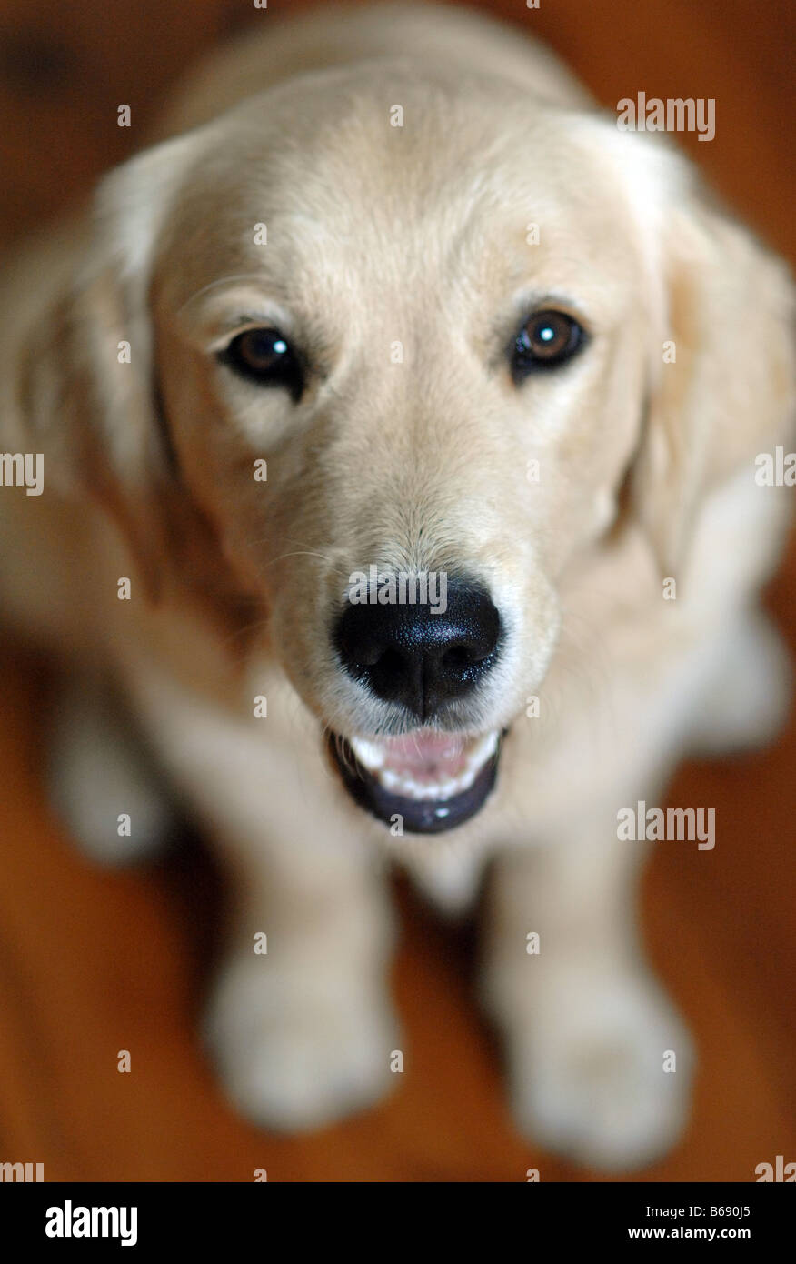 A 6 mesi di età Golden Retriever sorrisi verso la telecamera Foto Stock