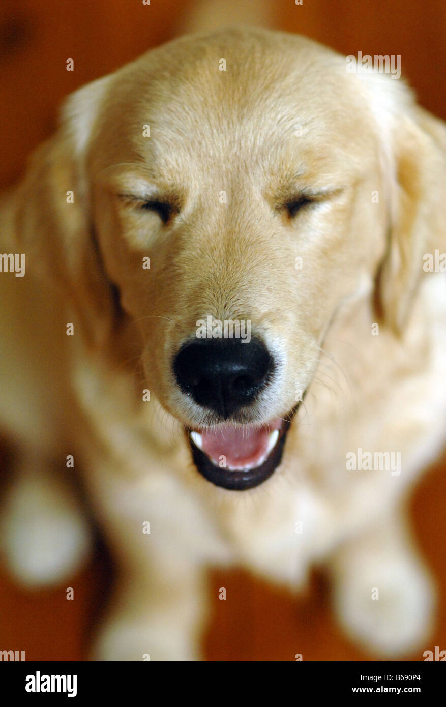 A 6 mesi di età Golden Retriever sorrisi verso la telecamera con i suoi occhi chiusi Foto Stock