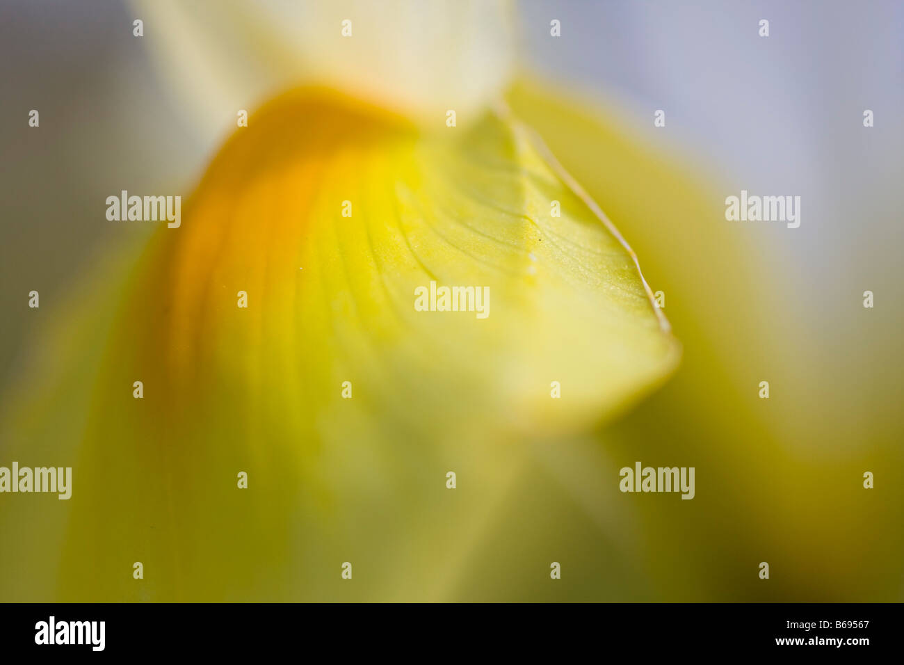 Immagine astratta di un orchidea gialla Foto Stock