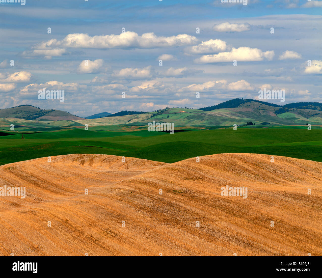WASHINGTON - campi di fattoria nel fertile area Palouse di Eastern Washington. Foto Stock