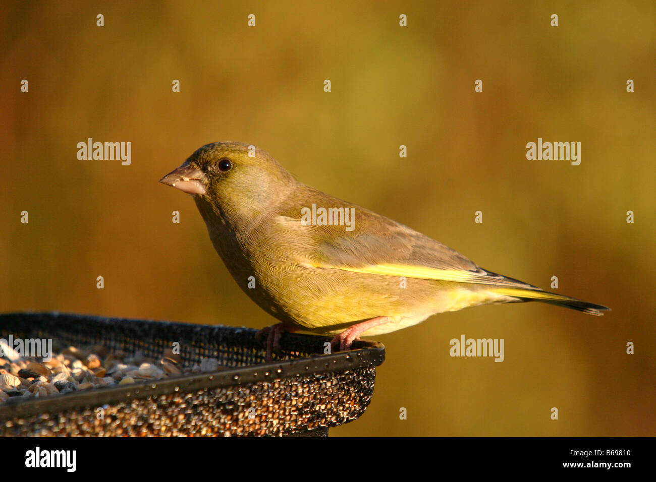 Green finch carduelis chloris avanzamento sul giardino Tavolo di uccelli Foto Stock