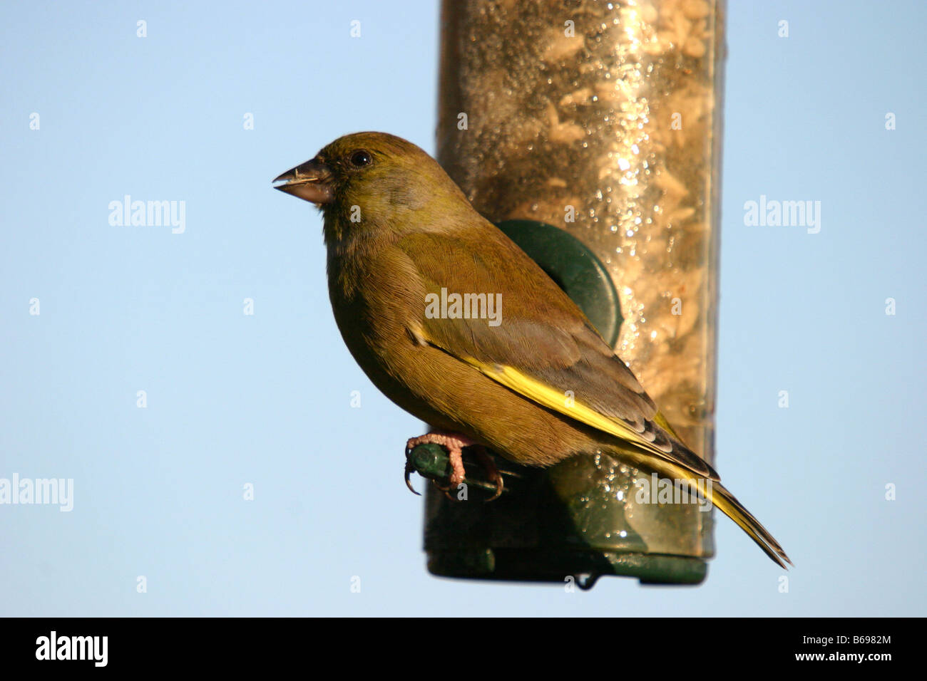 Green finch carduelis chloris avanzamento sul giardino alimentatore di sementi Foto Stock